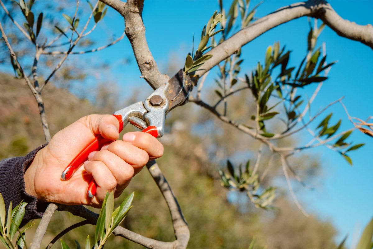 Entferne beim Rückschnitt alle kleinen Seitentriebe und dünnen Äste an den Hauptästen. Diese stehen in Konkurrenz zum älteren Ast. Doch statt Oliven zu tragen rauben sie dem Baum nur seine Energie.