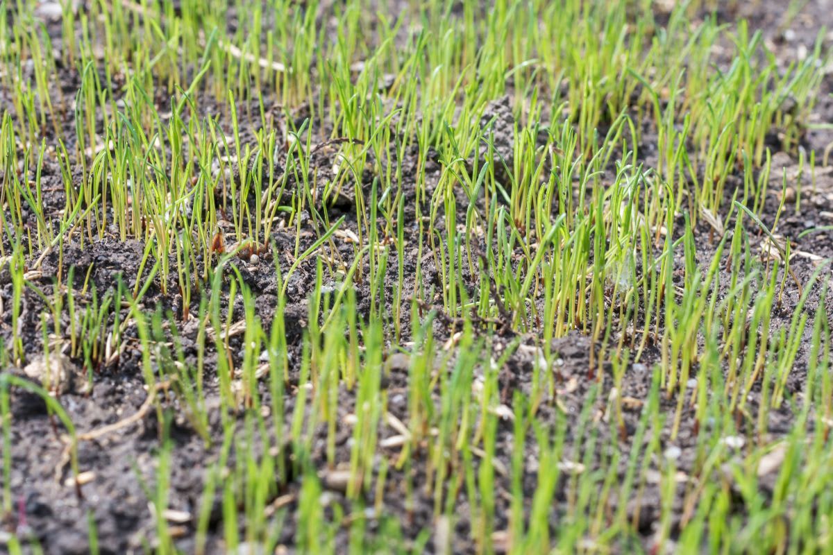 Junge Grashalme, die gerade beginnen, aus dunkler, aufgelockerter Erde zu sprießen, symbolisieren das Wachstum eines neuen Rasens.