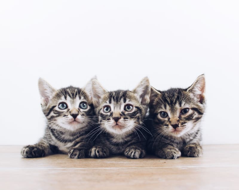 Best Scratching Post for Kittens: A Quick Guide