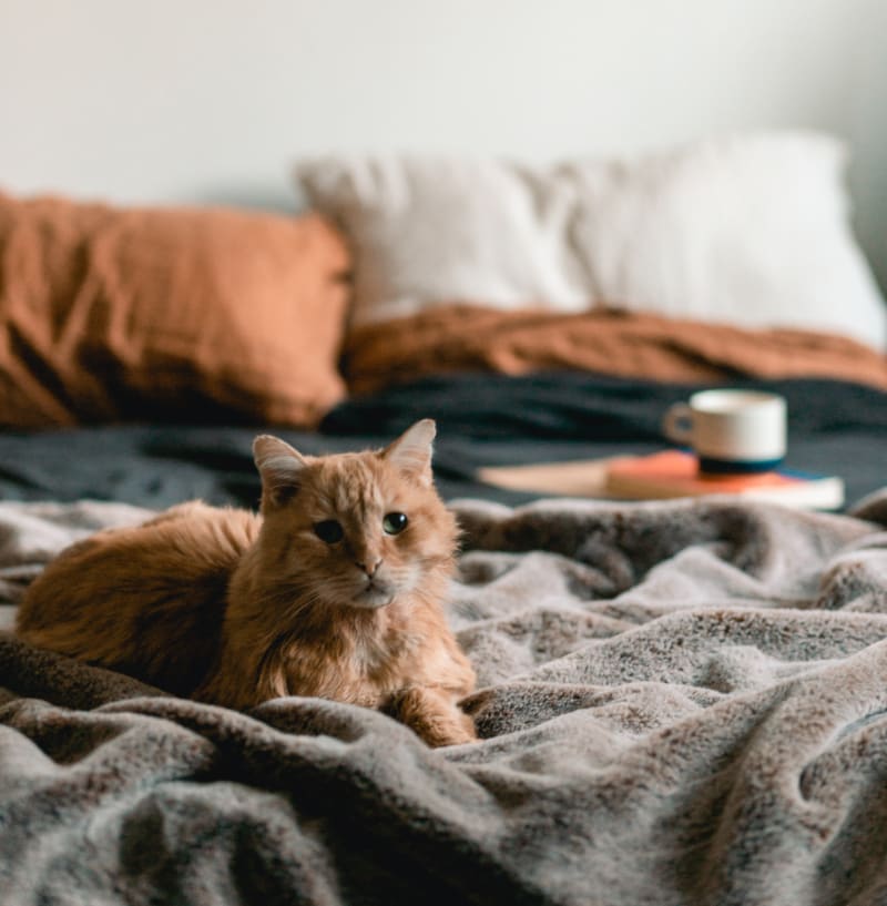 MidWest Feline Nuvo Cat Furniture Scratching Review 2020