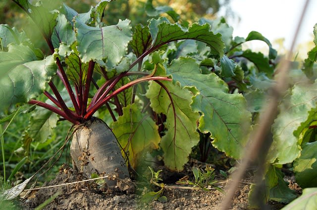 beet with greens laying on dirt in a garden