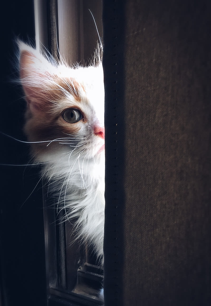 What Are Cat Scratchers For? Know The Benefits Here