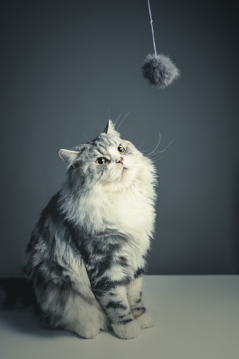 Best Cat Towers