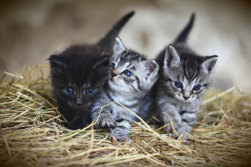 Best Cat Food for a Kitten (Healthy Nutritional Feeding)
