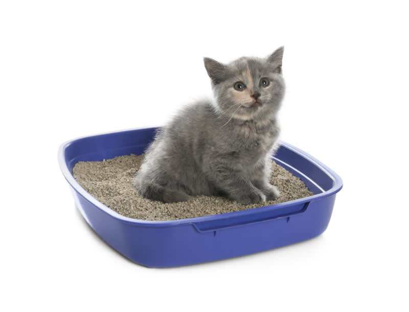 How Much Litter to Put in Litter Box