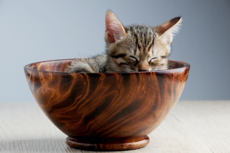 New Cat Condos Premier Cat Scratch Review