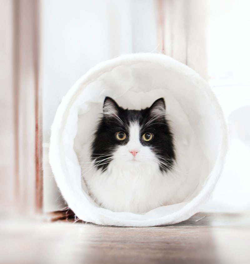 Best Cat Exercise Wheels