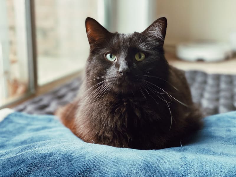 Can You Crate Train a Cat?