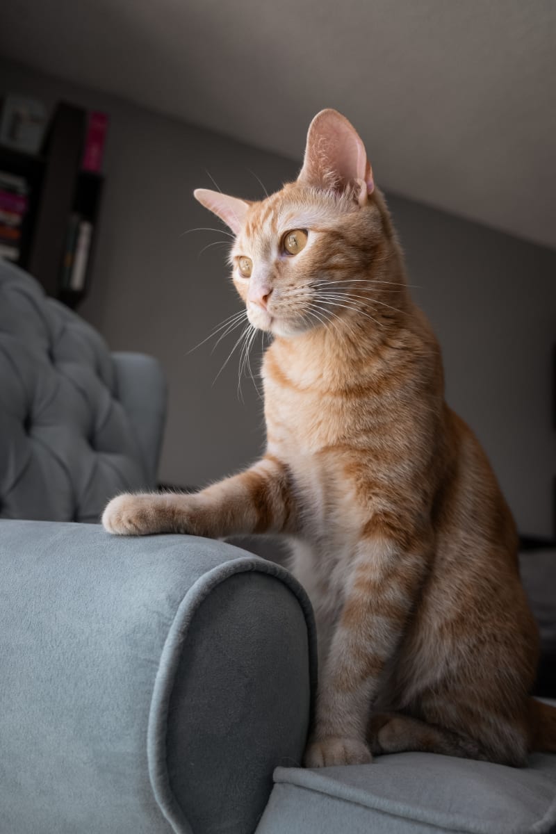 How to Stop Your Cat from Scratching Furniture
