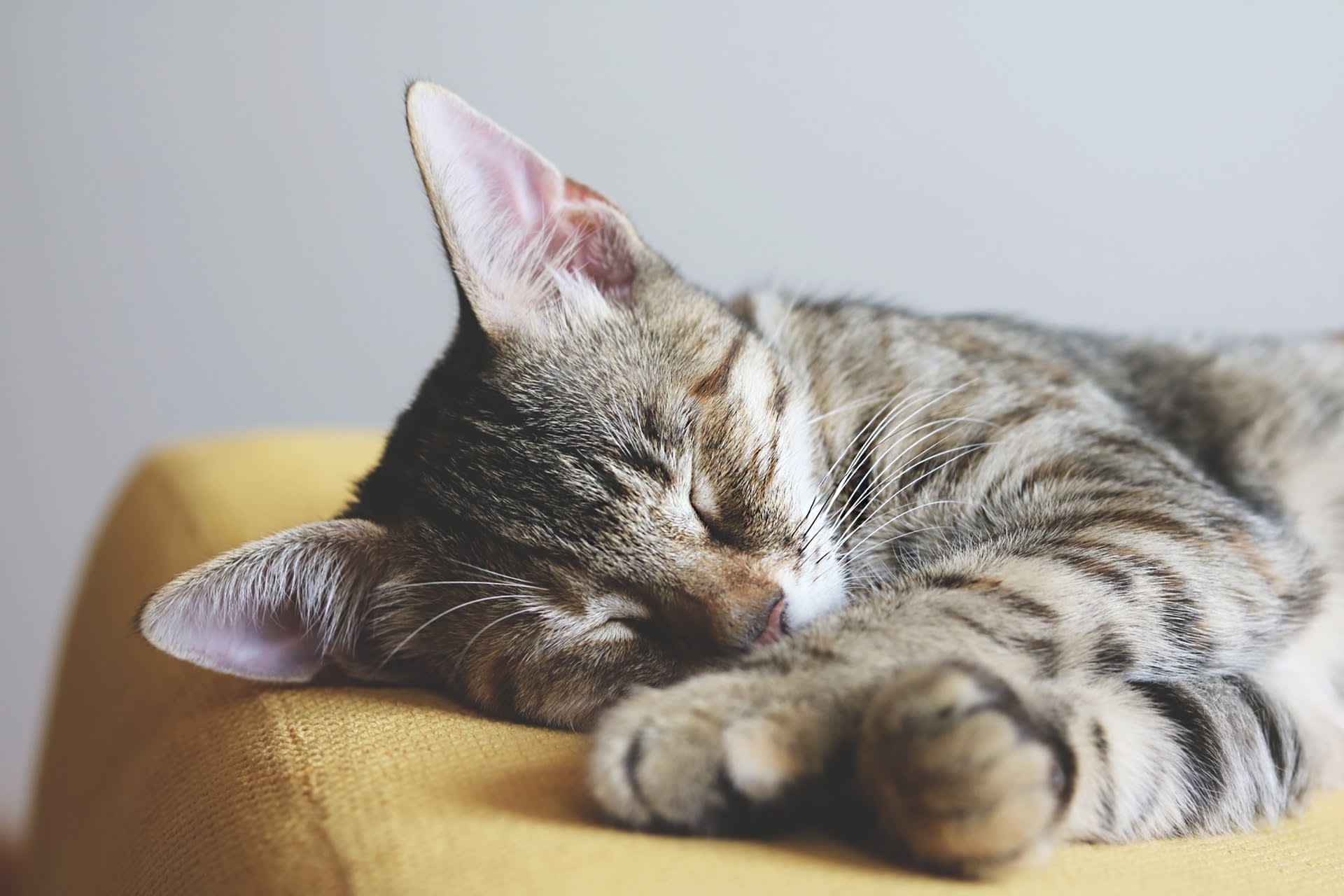 PetFusion Jumbo Cat Scratcher Lounge Review