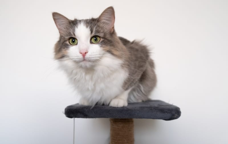 gray and whit cat on top of cat scratching post with carpet