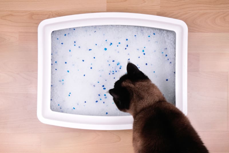 Best Self Cleaning Litter Box