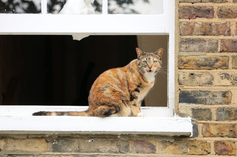 Waterproof Outdoor Cat Houses