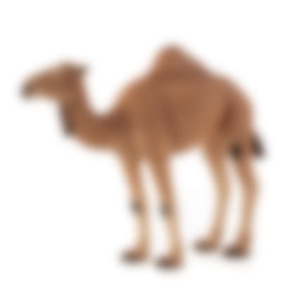 Mojo Arabian kamel