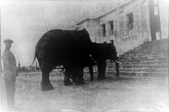 Unusual visitors to Parliament House in 1931. Source: The Daily Telegraph Unusual visitors to Parliament House in 1931. Source: The Daily Telegraph