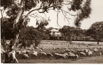 A place where sheep may safely graze.
c. 1940, 
photographer R C Strangman, 
Museum of Australian Democracy collection