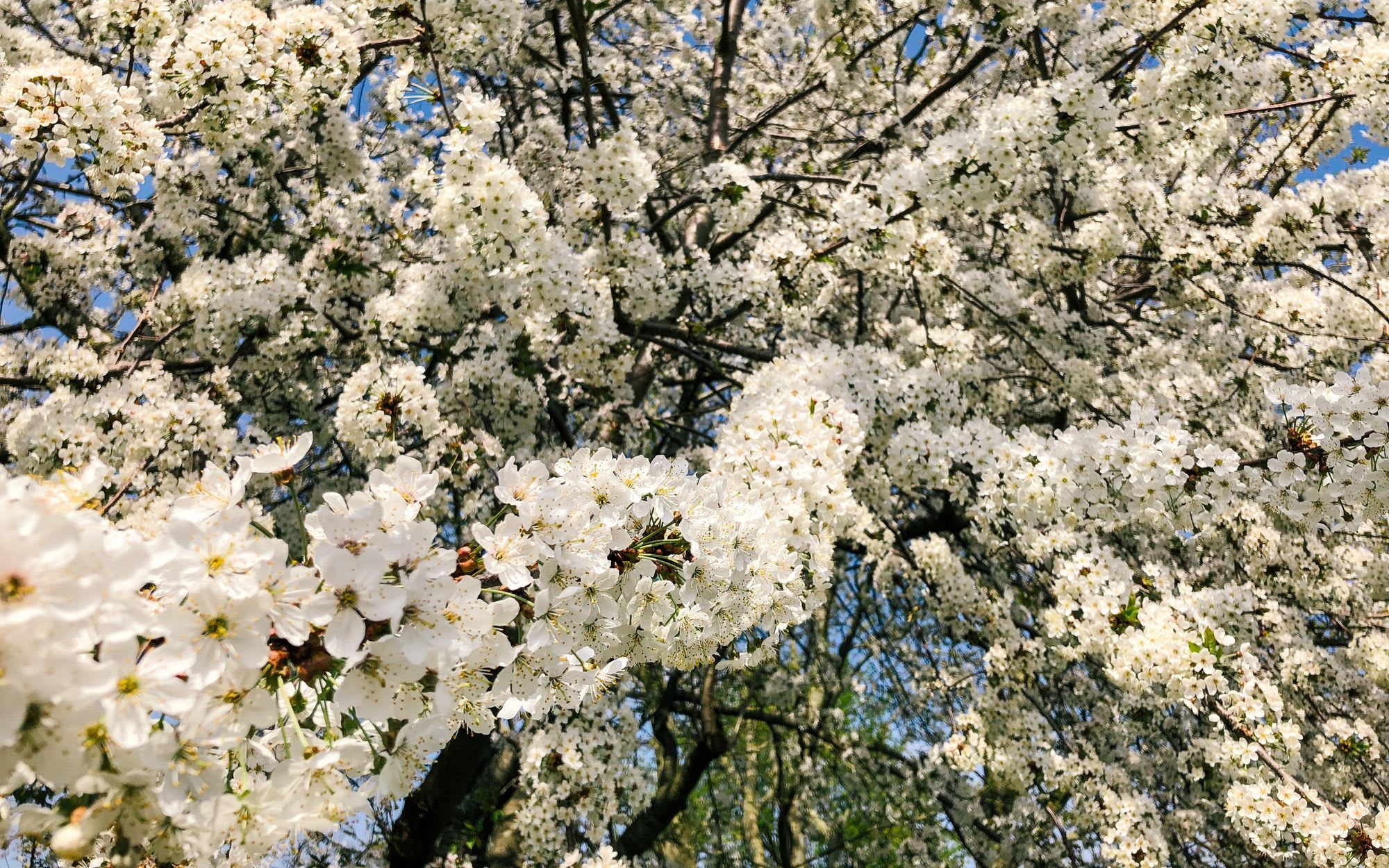 Cherry Blossom tree in bloom