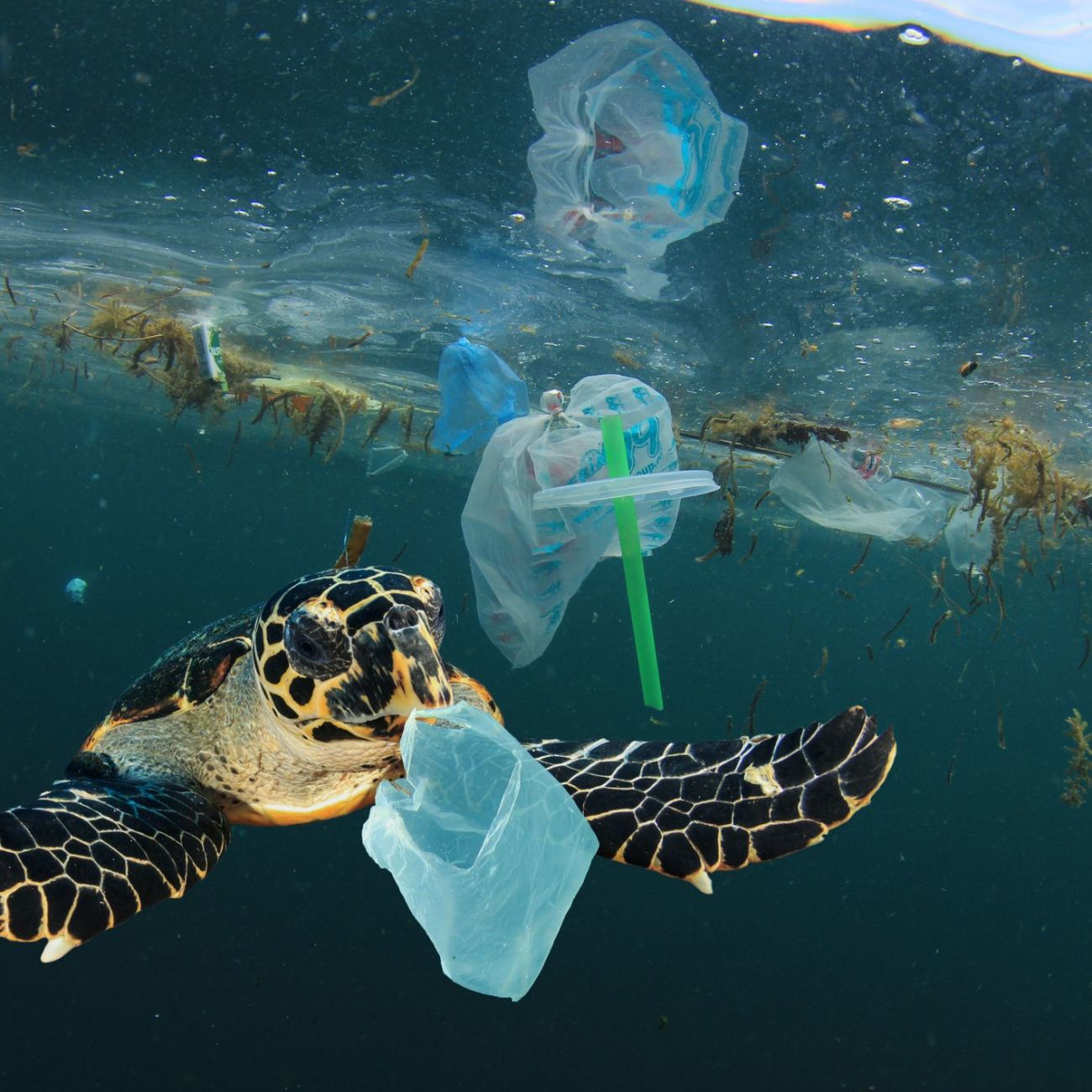 Listen to a Panel of Ocean Conservationists to Discover Ways to Save Marine Life