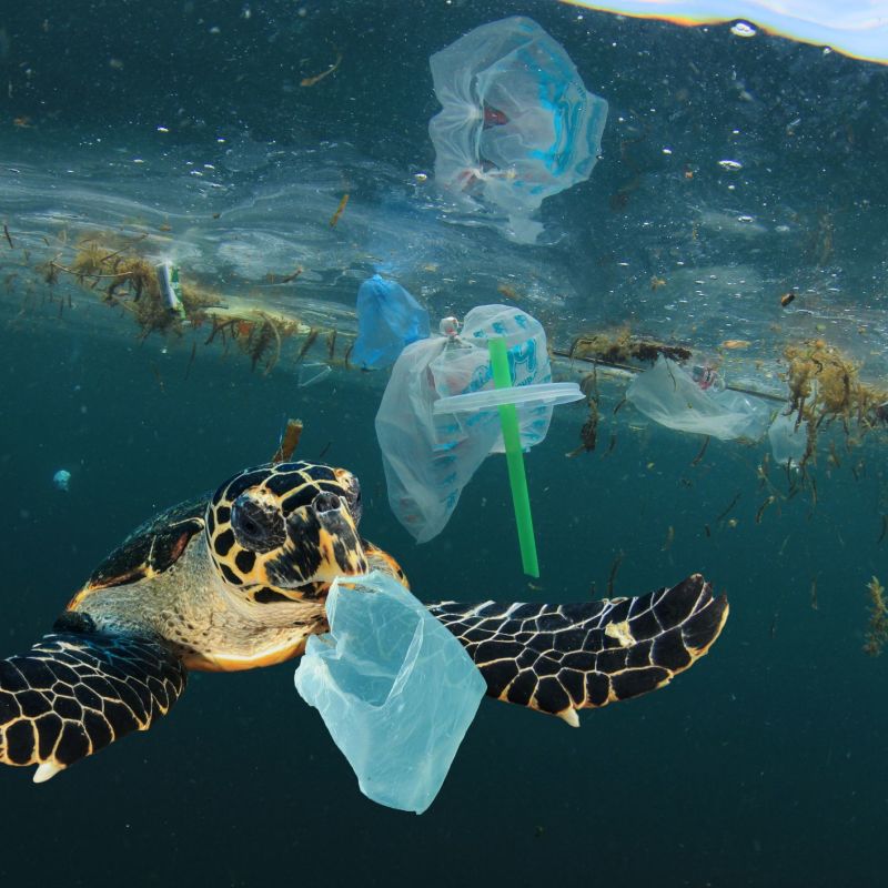 Listen to a Panel of Ocean Conservationists to Discover Ways to Save Marine Life
