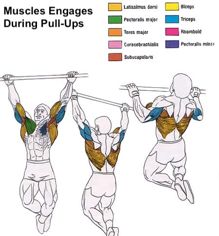 Muscles Worked in Pull Ups and Chin Ups