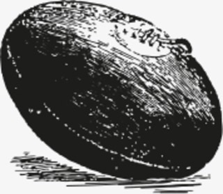 Rugby Ball
