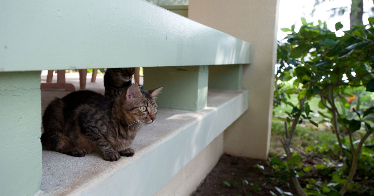 Cat Trap Fever: The best of the bad options for feral cats