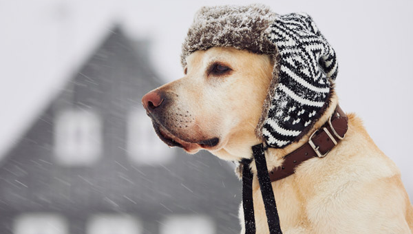 dog with hat on