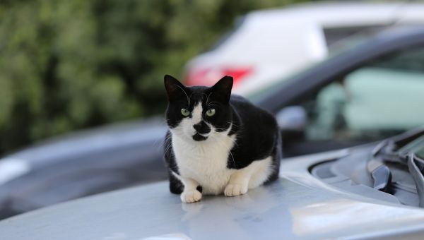 cat on top of car hood