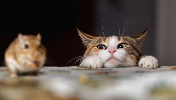 cat staring at a rat