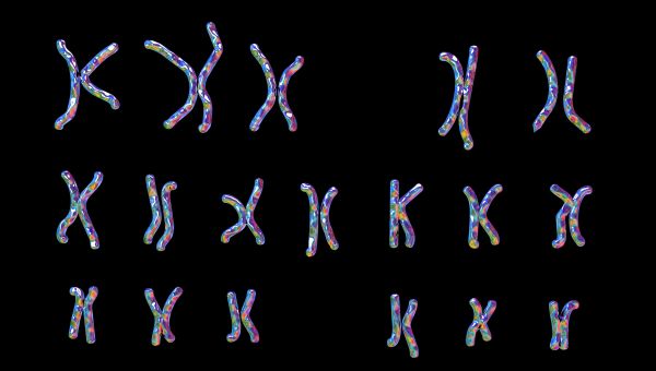 chromosomes