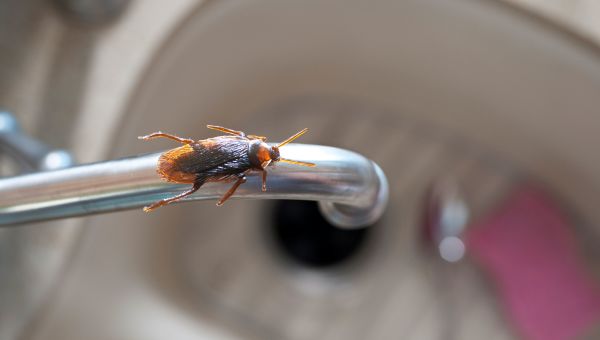 cockroach on sink