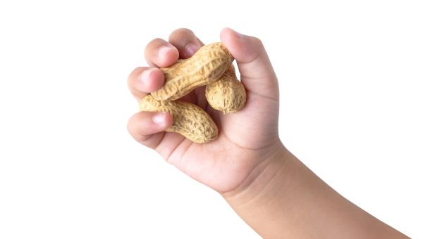 Toddler hand holding peanuts