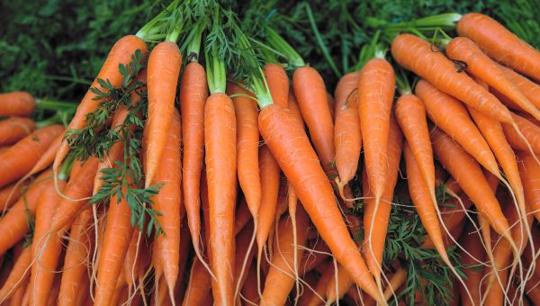 Fresh carrots