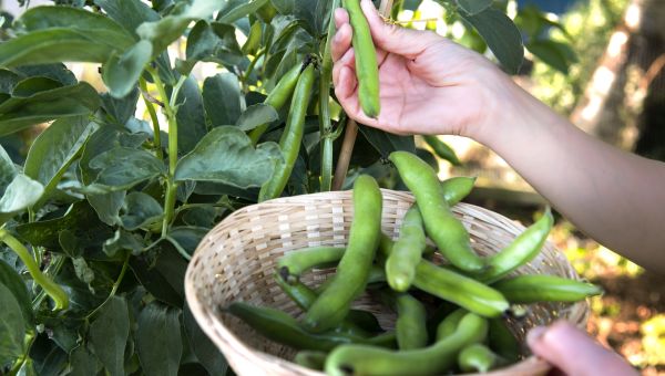 green beans in the garden