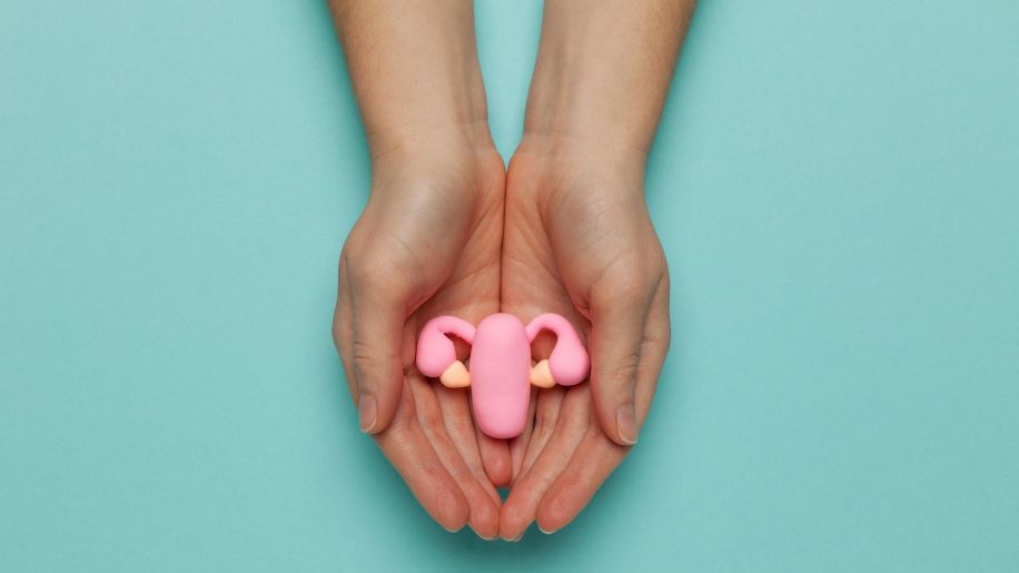 Model of uterus in hand