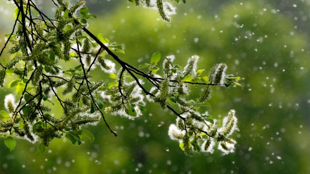 Pollen from a tree can cause burning, itchy, watery eyes. Find out how to stop itchy eye allergies.