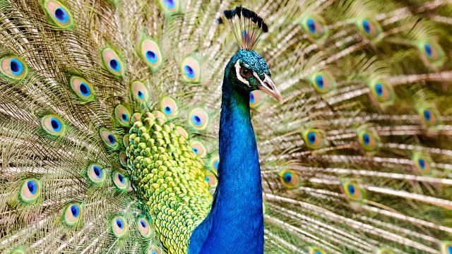 peacock, peacock feathers
