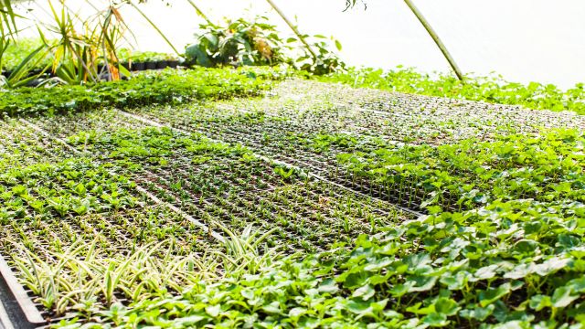 home garden greenhouse