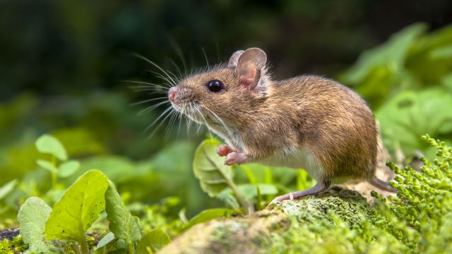 wood mouse on tree