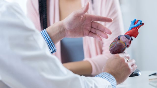 doctor holding model of heart