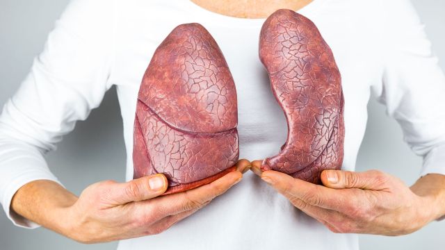 A 3D model of lungs that are used to explain the different types of lung cancer.