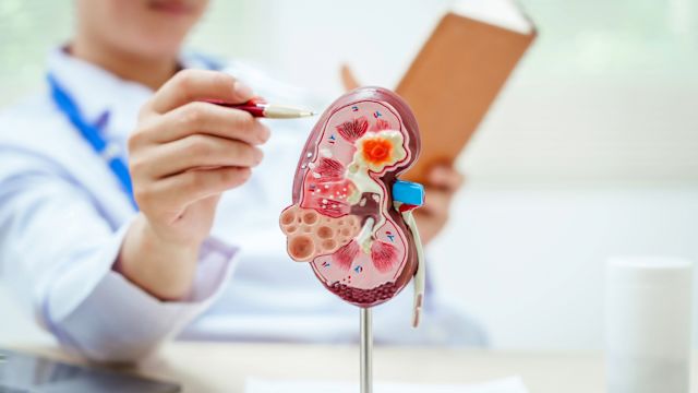 A healthcare provider uses a pen to point to a plastic model of a kidney as they explain how these organs work to filter the blood.