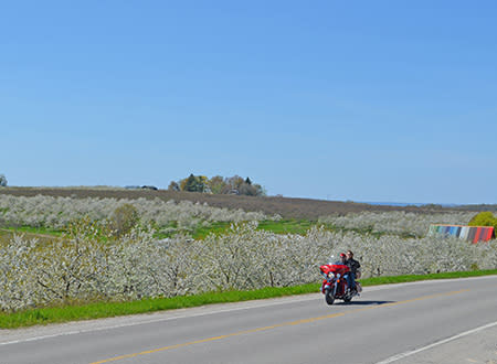 Motorcycling through Blossoms
