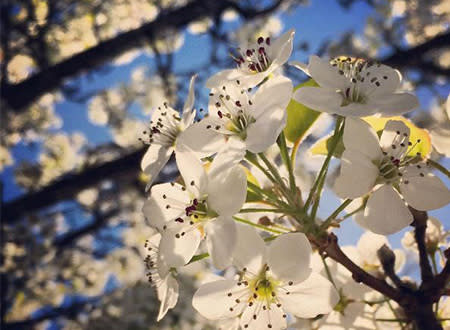 Cherry Blossoms Downtown