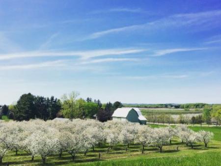 Cherry Blossoms at Shady Lane Cellars