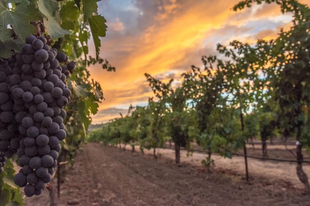 Napa Valley Harvest Celebrate the Grape