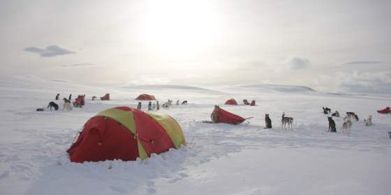 Two Days of Active Dogsledding - Active Tromsø