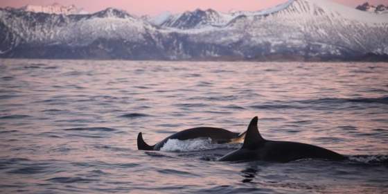 Exclusive 2,5 days Whale and Northern Lights Expedition on spectacular Senja: Saturday to Monday