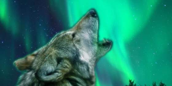 WolfVisit - Polar Park