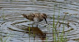 New to Birding? Tips On How to Start